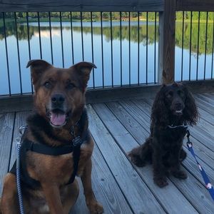 Meet your Posher, Paxton